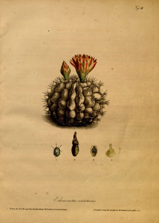 Illustration from Carl von Linné, Systema Naturae