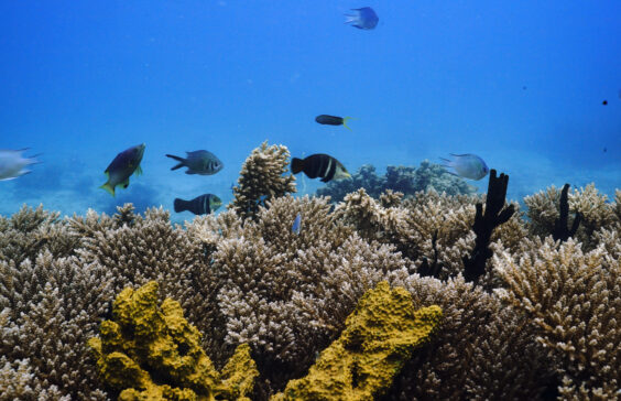 Korallenriff in Sansibar