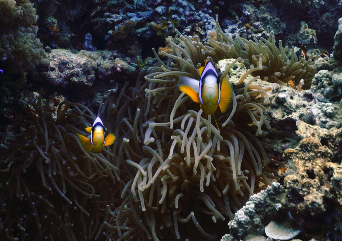 Allard's Clownfish (Amphiprion allardi), und eine Seeanemone an einem Korallenriff in Sansibar